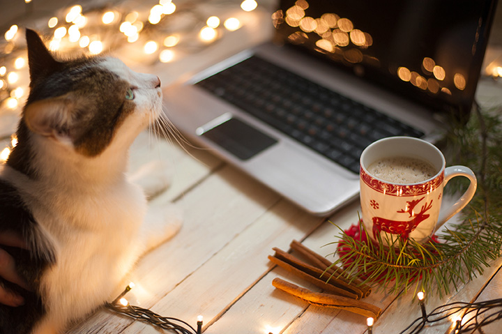 Freelancer's working place at home decorated for Christmas holiday. Cat sitting on the table.